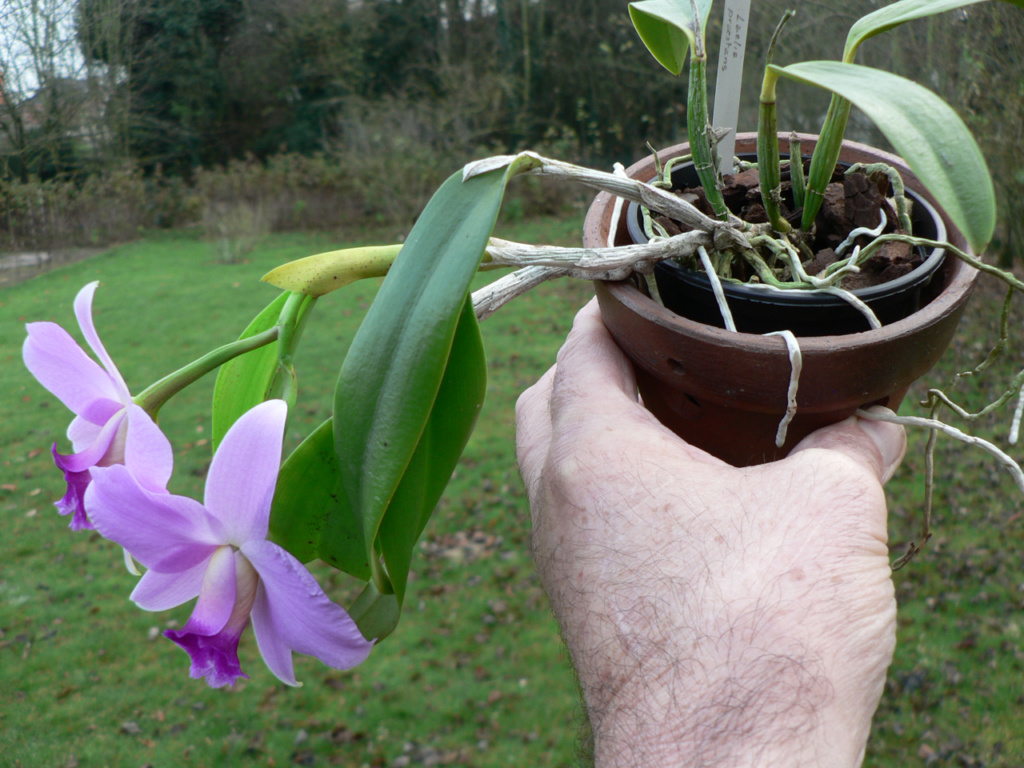 Cattleya praestans P1210410