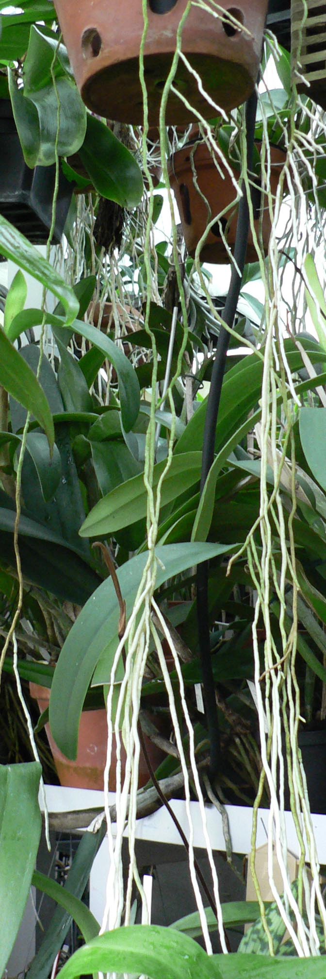 Cattleya dowiana P1250513