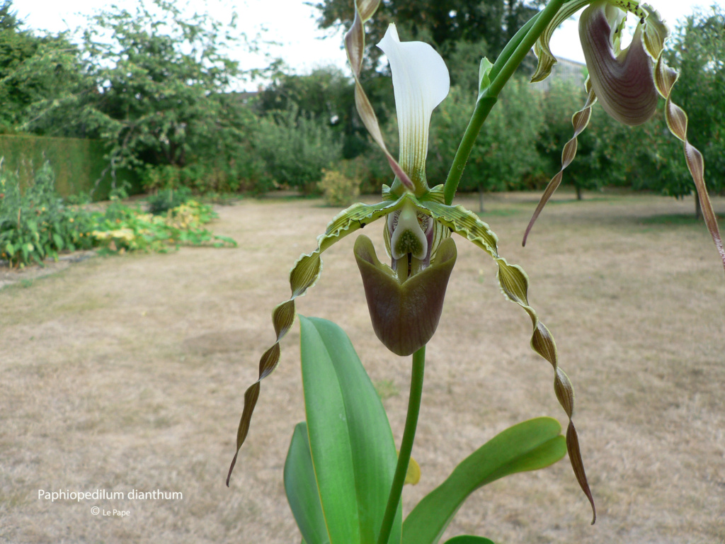 Paphiopedilum dianthum Paphio67