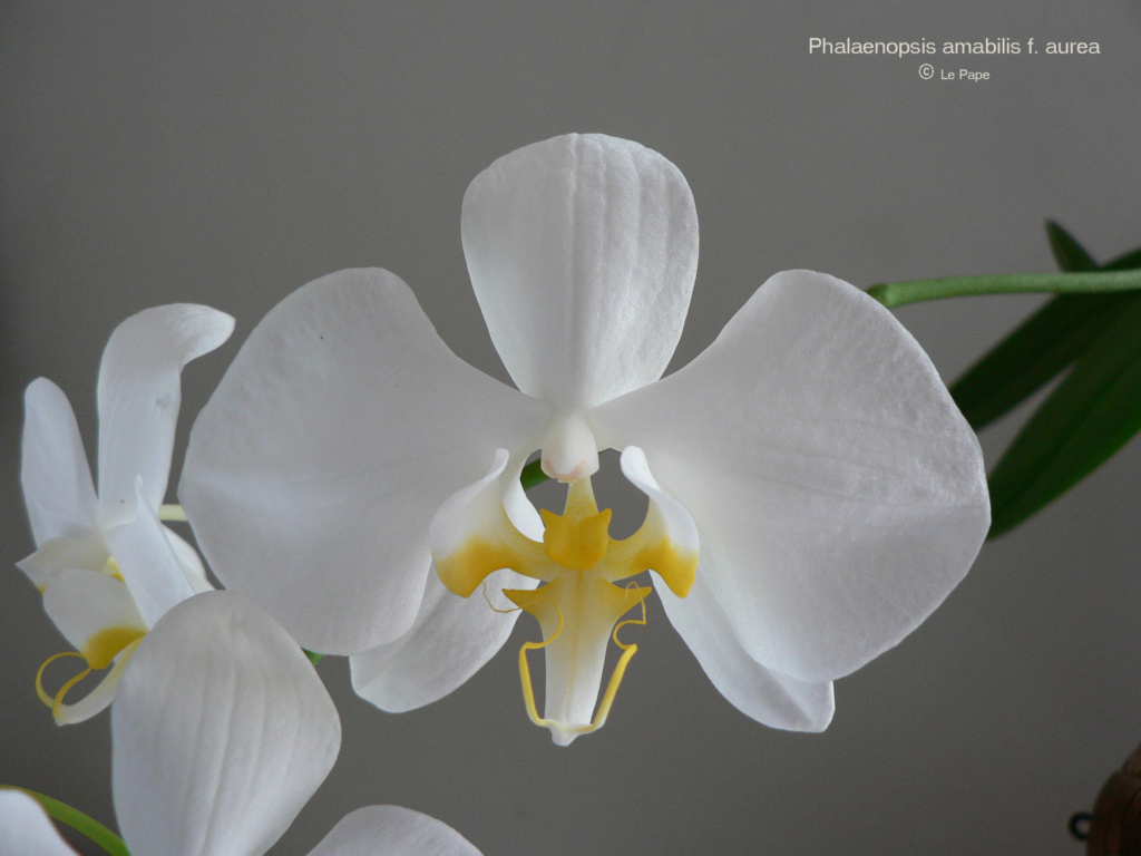 Phalaenopsis amabilis f. aurea  Phala107