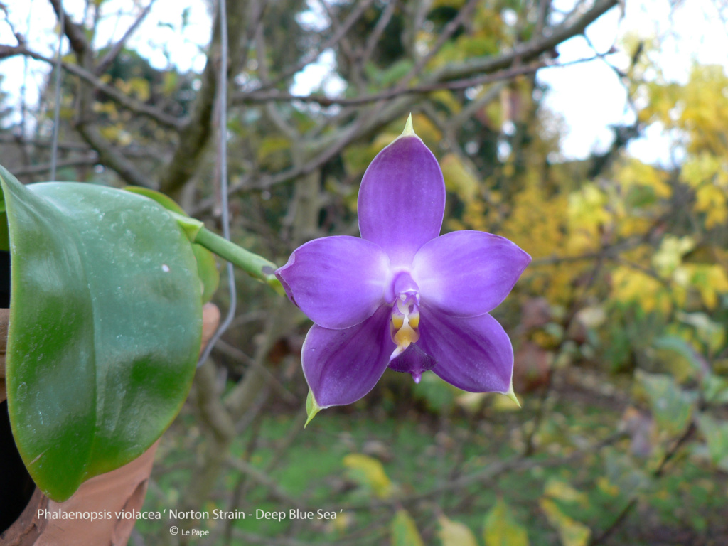 Phalaenopsis violacea ‘ Norton Strain - Deep Blue Sea ’  Phala122