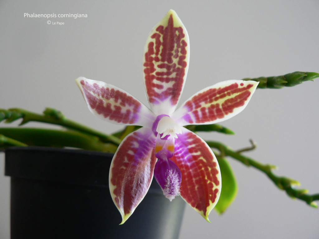Phalaenopsis corningiana  Phala132