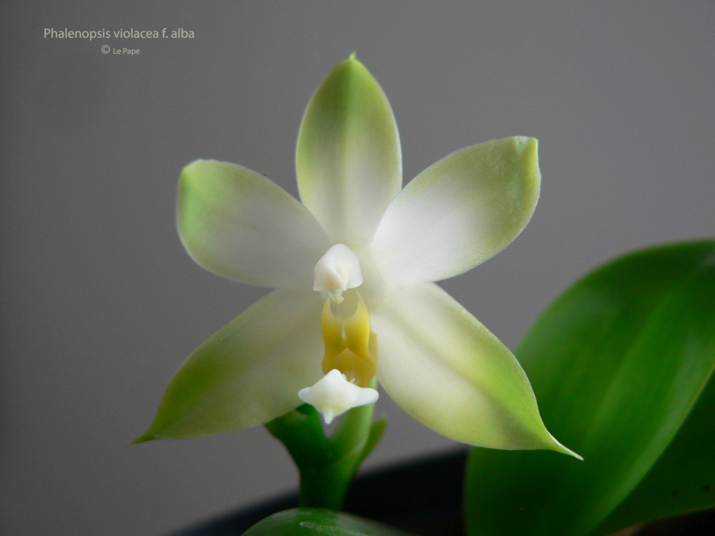 Phalaenopsis violacea f. alba Phala139