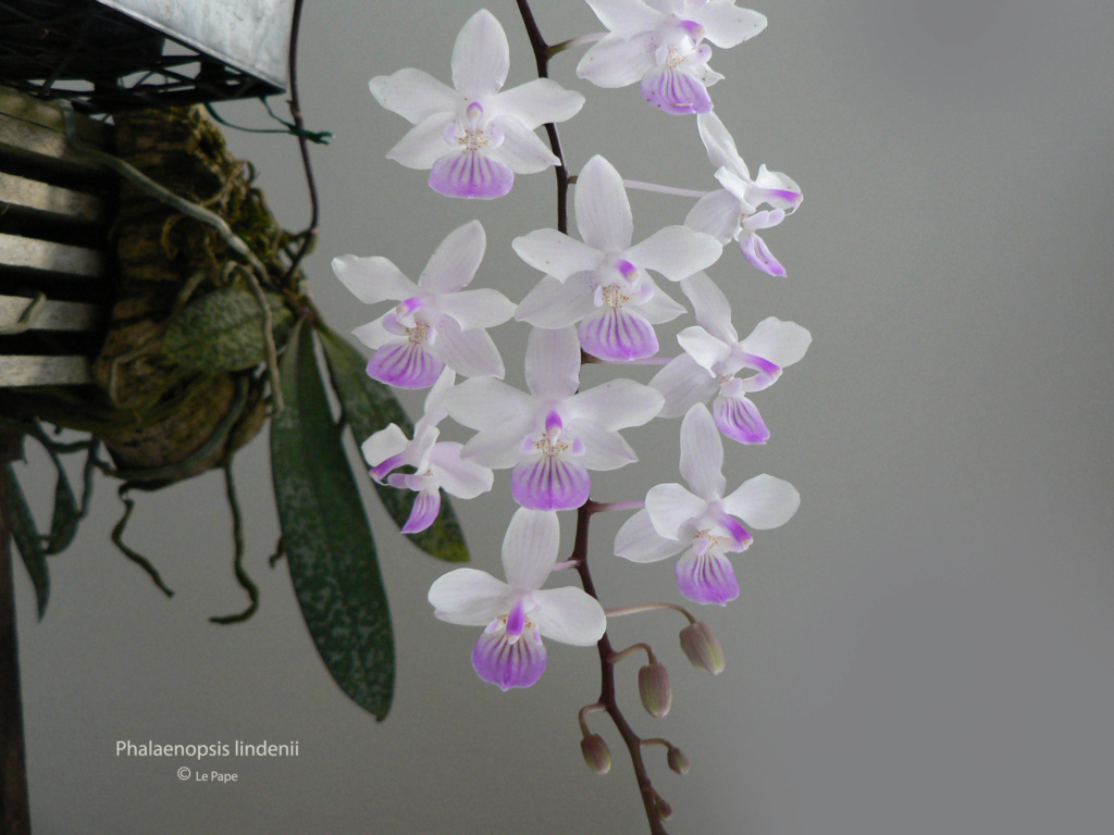 Phalaenopsis lindenii  Phala145