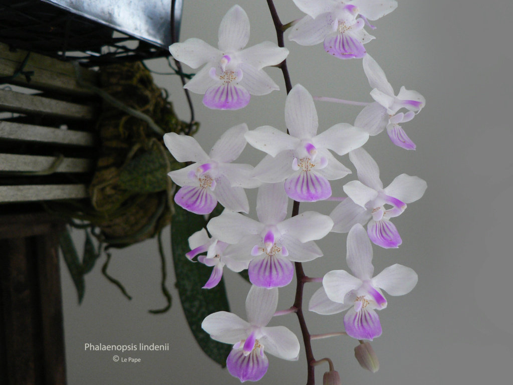 Phalaenopsis lindenii  Phala146