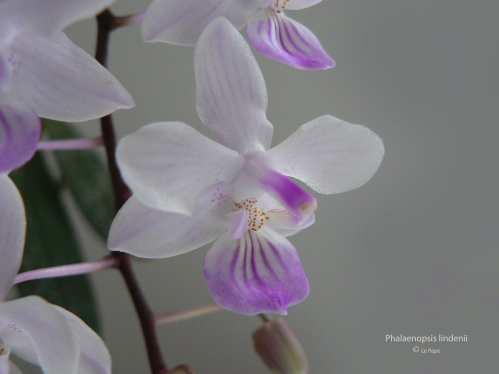 Phalaenopsis lindenii  Phala149