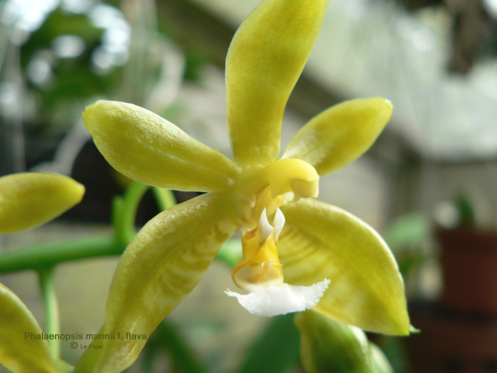 Phalaenopsis mannii f. flava  Phalae22