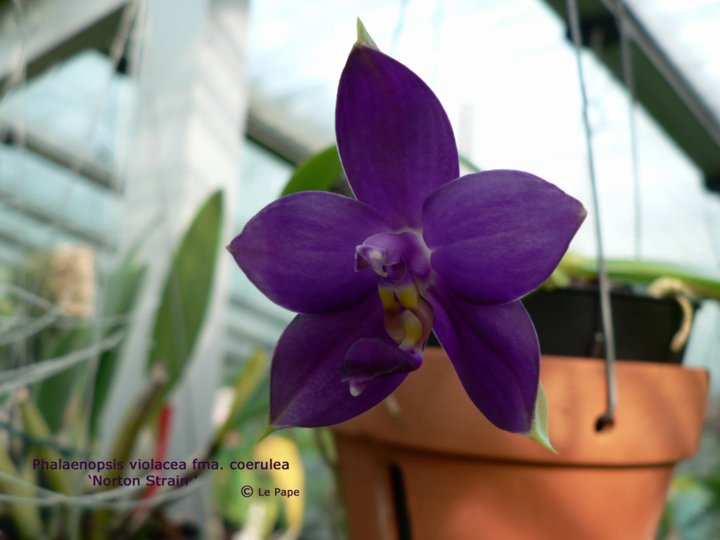 Phalaenopsis violacea f. coerulea 'Blue Indigo' Phalae51