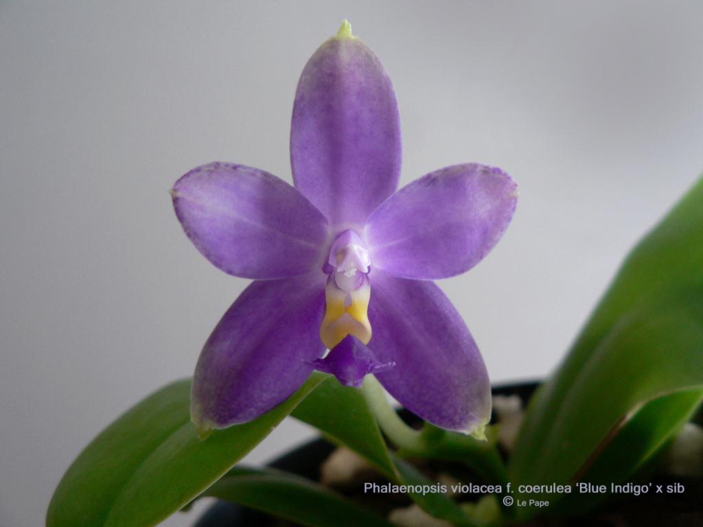 Phalaenopsis violacea f. coerulea 'Blue Indigo' x sib. Phalae52