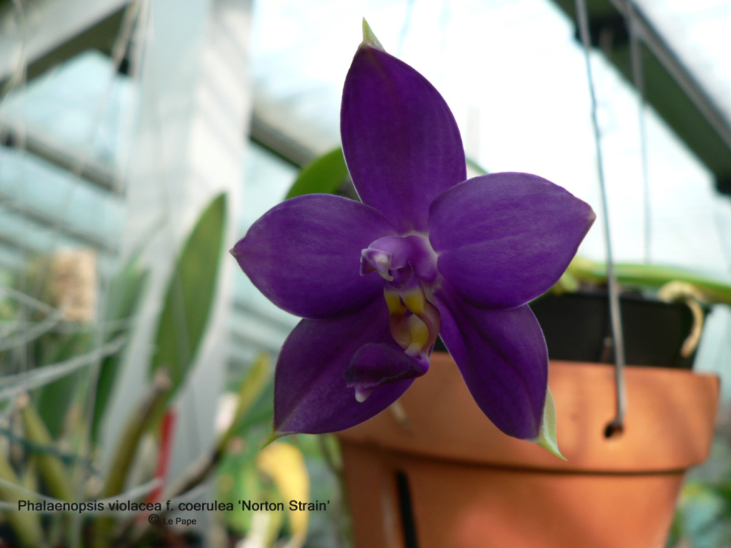 Phalaenopsis violacea f. coerulea 'Blue Indigo' x sib. Phalae54