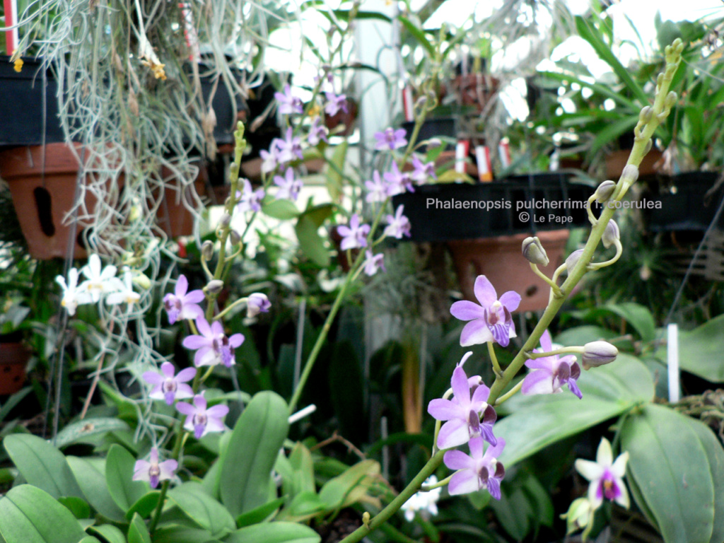Phalaenopsis pulcherrima f. coerulea Phalae59