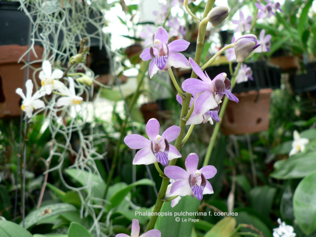 Phalaenopsis pulcherrima f. coerulea Phalae63