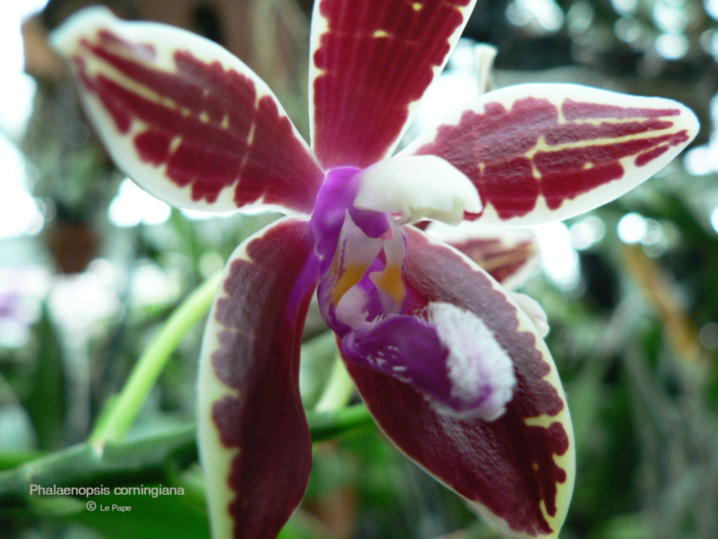Phalaenopsis corningiana Phalae80