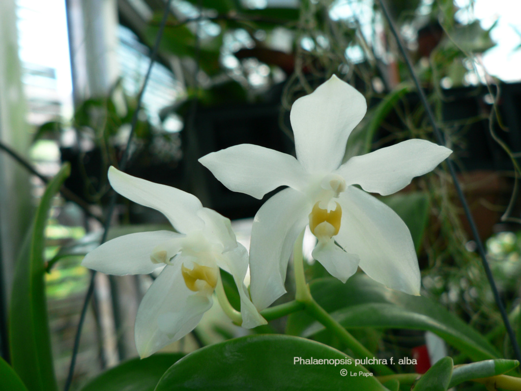 Phalaenopsis pulchra f. alba   Phalae83