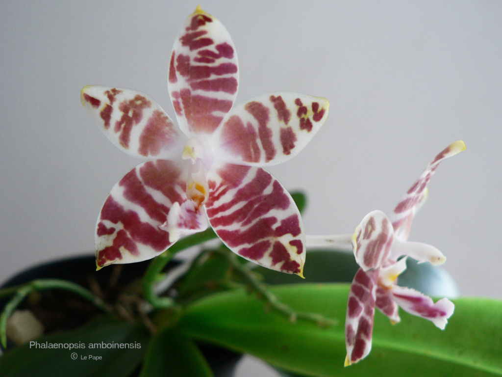 Phalaenopsis amboinensis  Phalae96