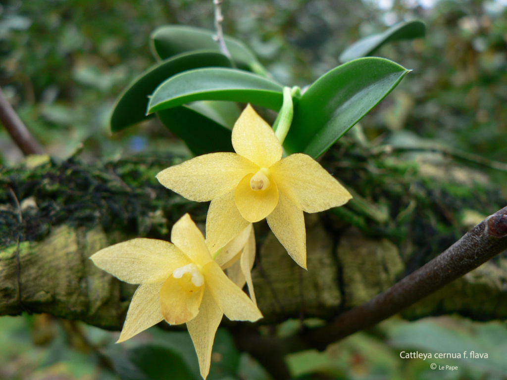 Cattleya ( Sophronitis ) cernua f. flava Sophr137