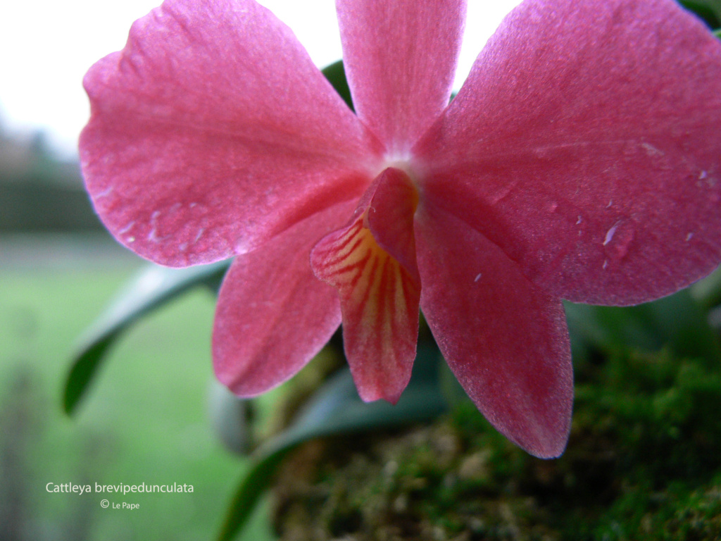 Cattleya ( Sophronitis ) brevipedunculata  Sophr145