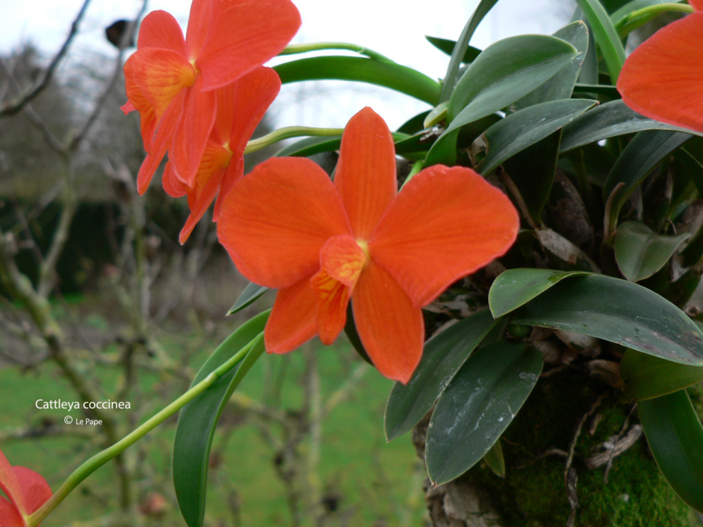 Cattleya ( Sophronitis ) coccinea  Sophr155