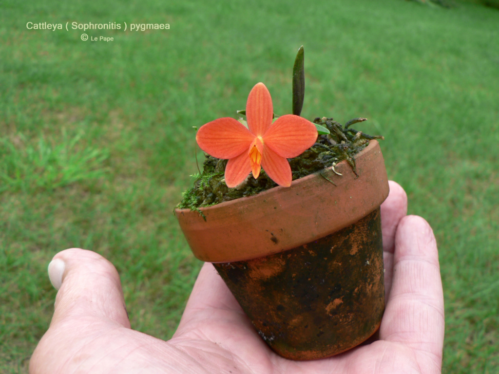 Cattleya ( Sophronitis ) pygmaea     Sophro16