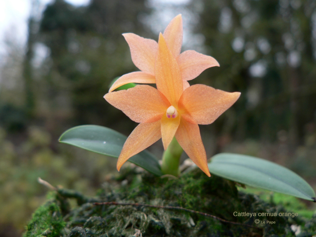 Cattleya cernua orange  Sophro19