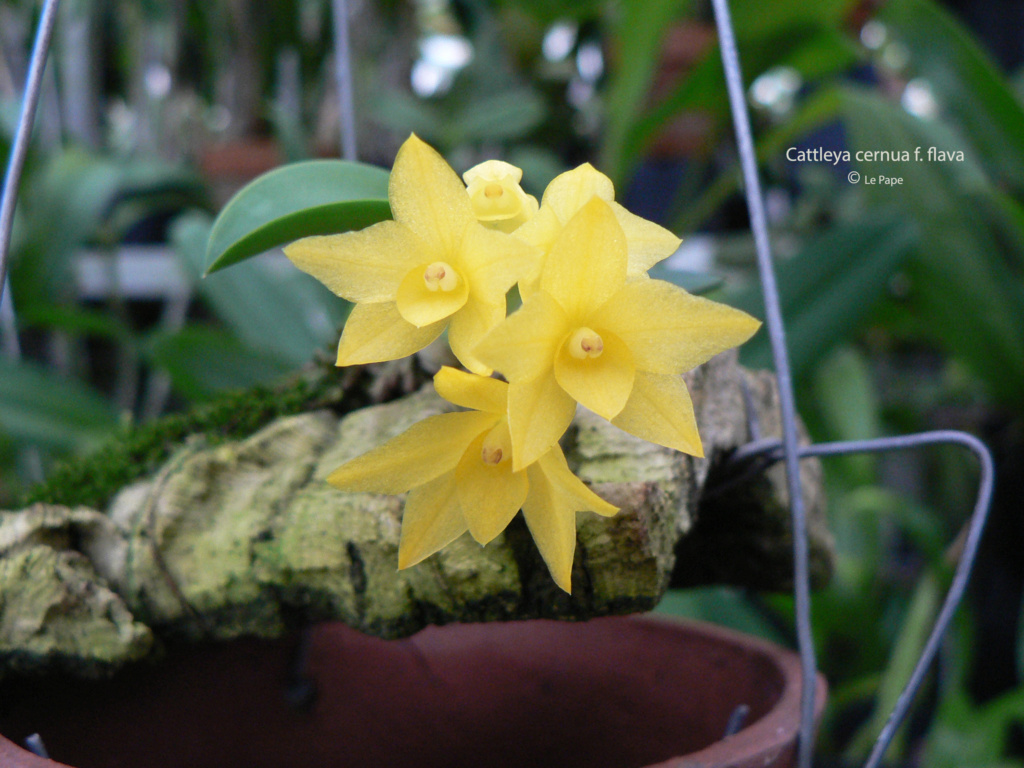 Cattleya cernua f. flava Sophro29