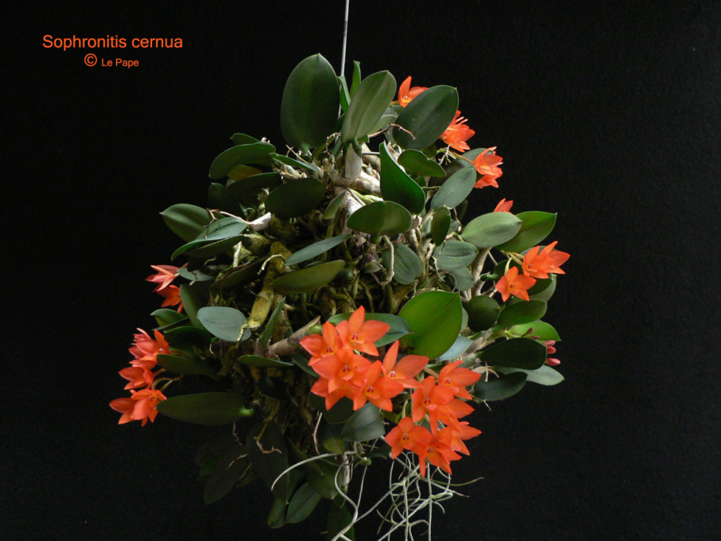 Cattleya cernua Sophro60