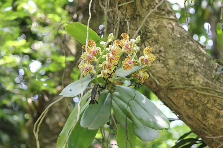 Phalaenopsis hygrochila Spc_0017