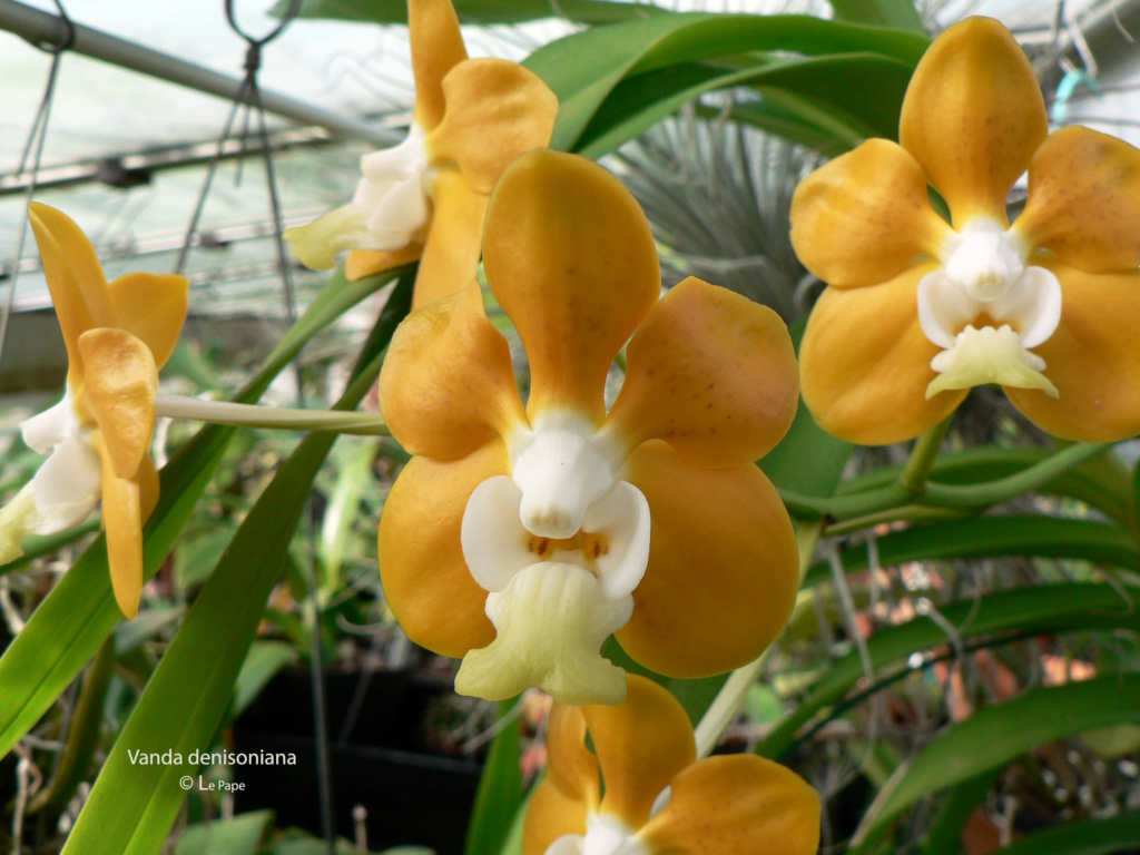 Vanda denisoniana Vanda_40