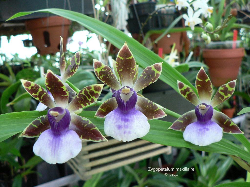 Zygopetalum maxillaire  Zygope13