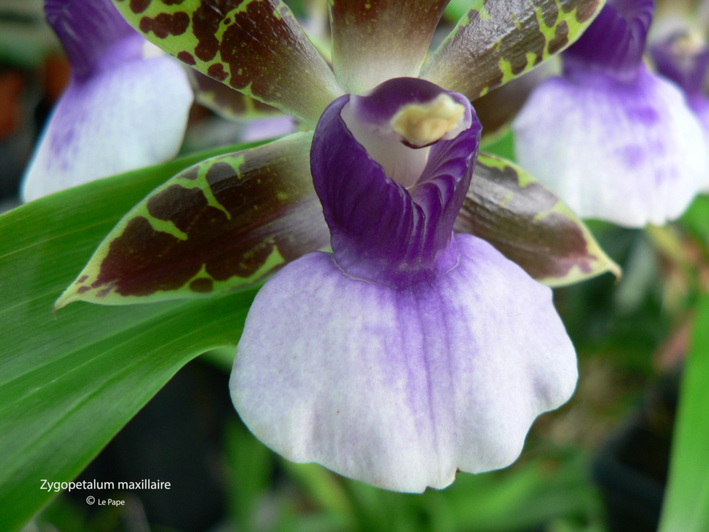 Zygopetalum maxillaire  Zygope16