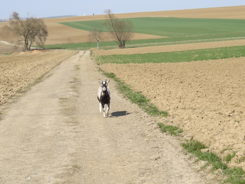 Bouc castré et lapin ?? Hé ben non ça sera une biquette !!! - Page 2 Img_0611