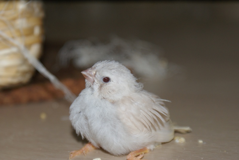 Bebe Mandarin La Reproduction Nimo