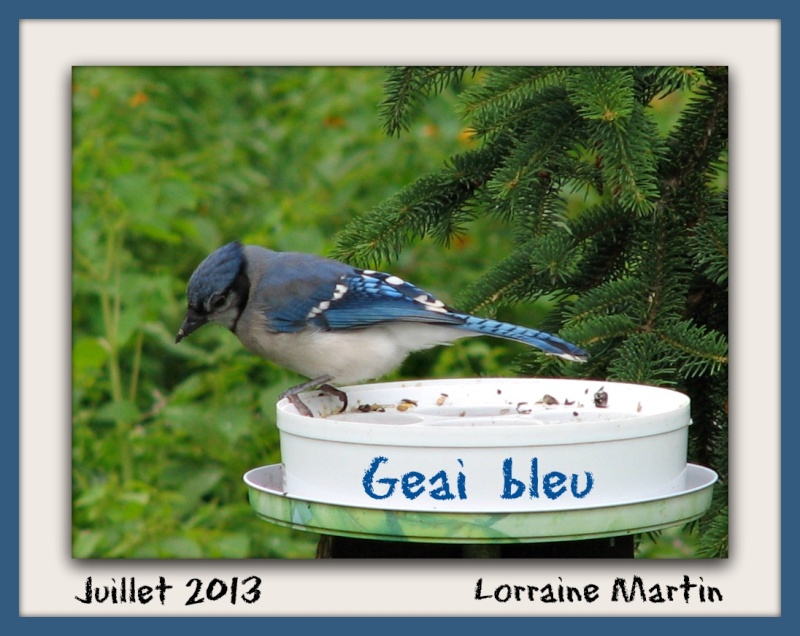 Geai bleu sélectif  Geai_b15