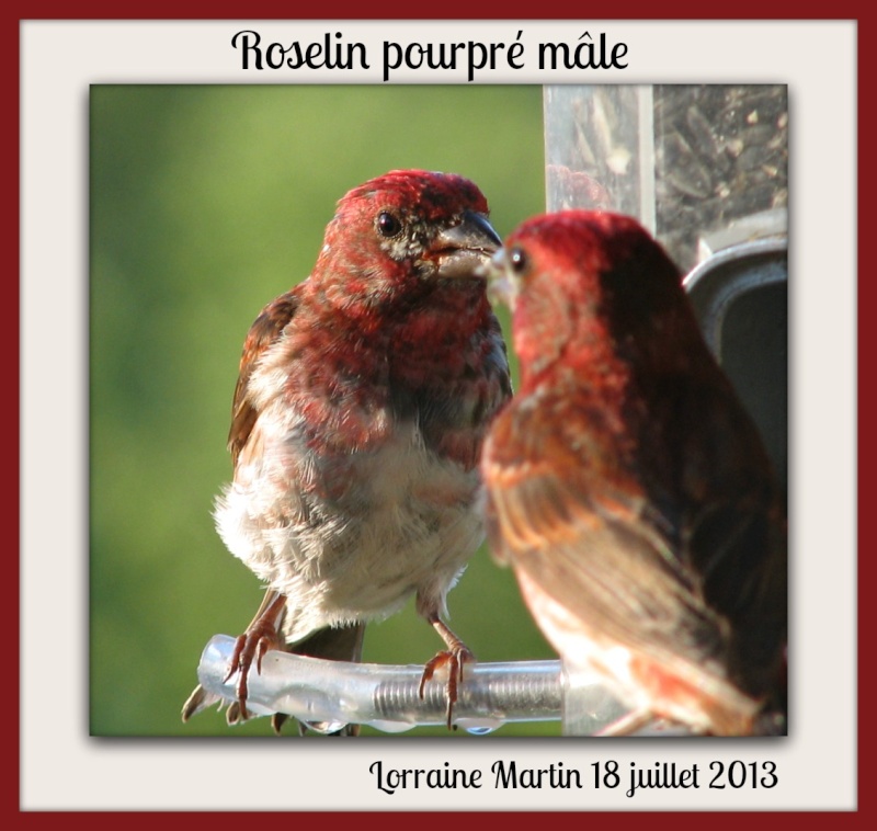 Roselin pourpré mâle juvénile  Roseli16