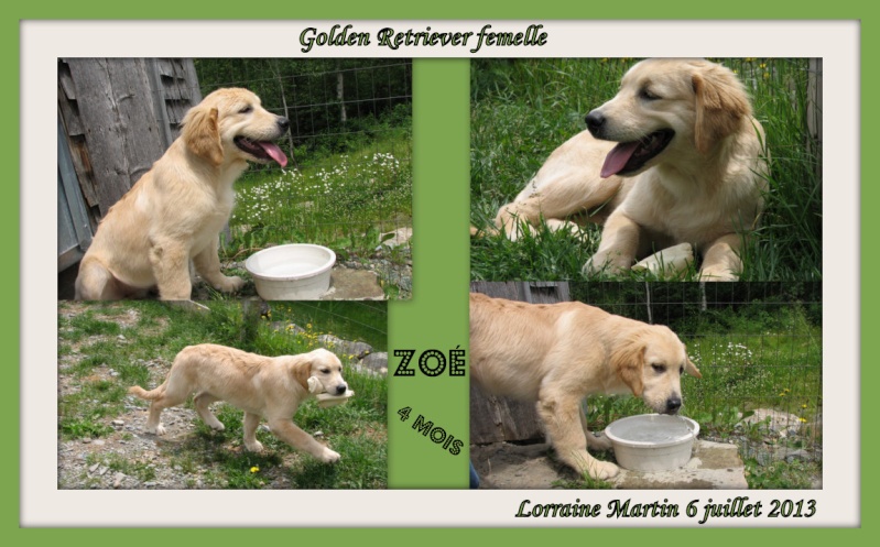 Golden retriever 4 mois  Zoa4_p10