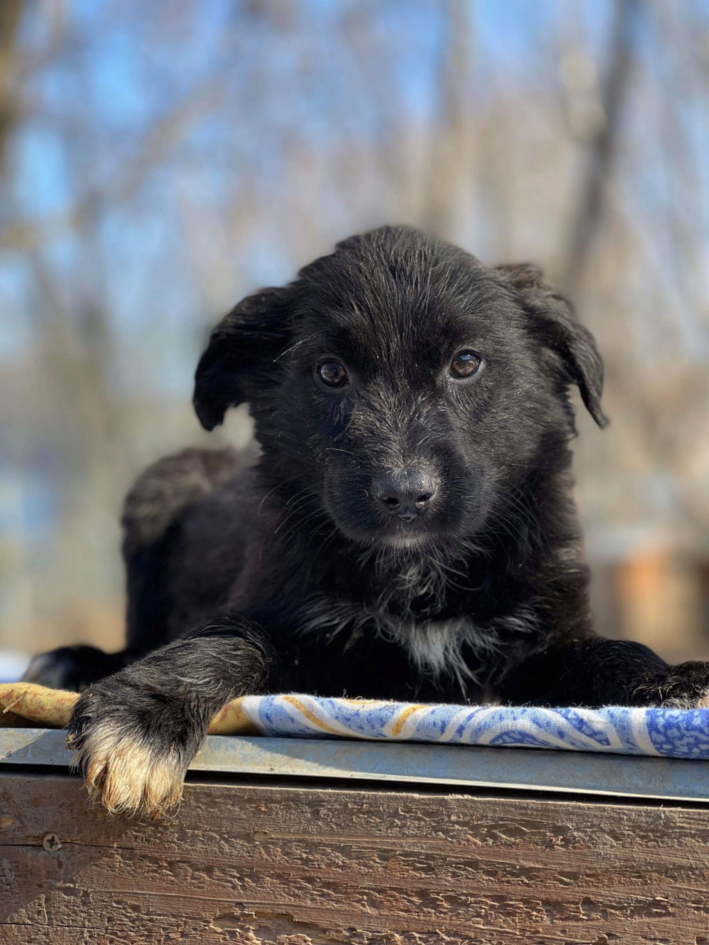 BROWN ✅ - (Christine Lefetz) bébé Calarasi  04ef0410