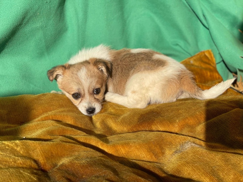 POPY -chiot Elena SPAR adoptée par Isabelle PLAS 26 1233d710