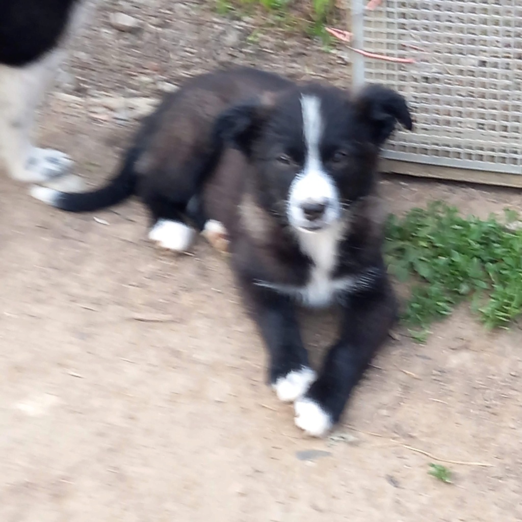 ÉPICE (Marianne A) - chiot Luminita adoptée par Nadine V. dans le 59 130fbc10