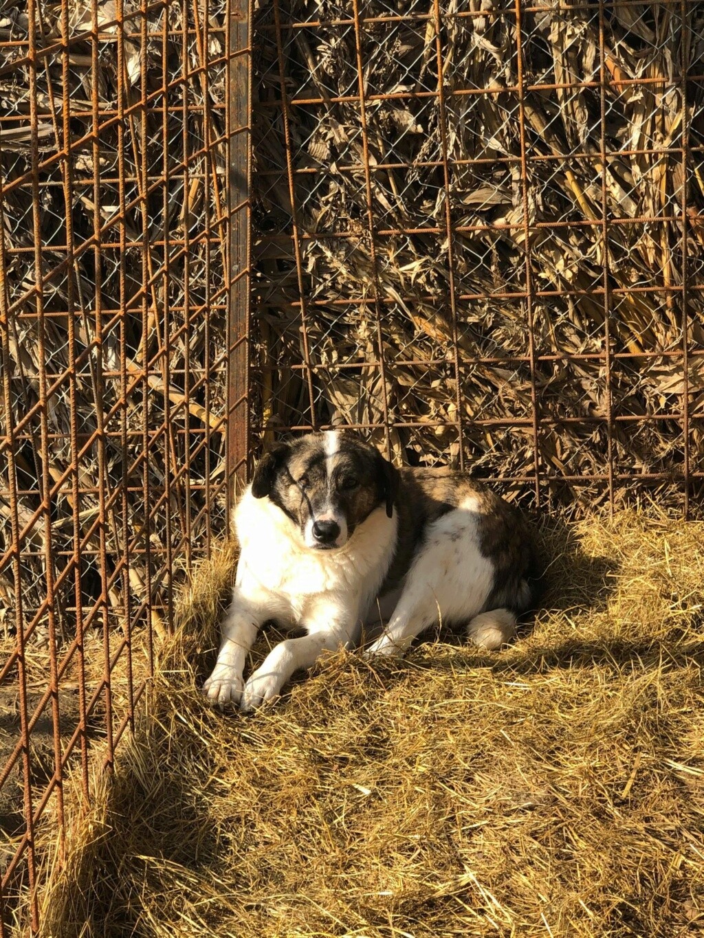 DAKOTA ✅  - (Carine VIDAL) - rapatriement Marius  04/01/2021 - chip ok 16170010