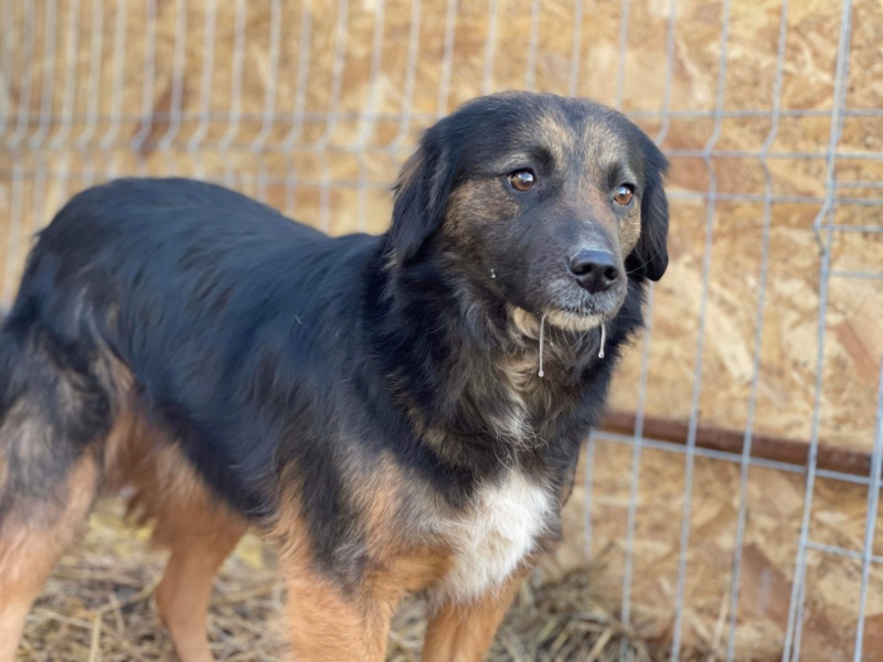 LILAS (Katarzyna B)  - chien Elena adoptée par Jessica P. dans le 92 1a8d1b10