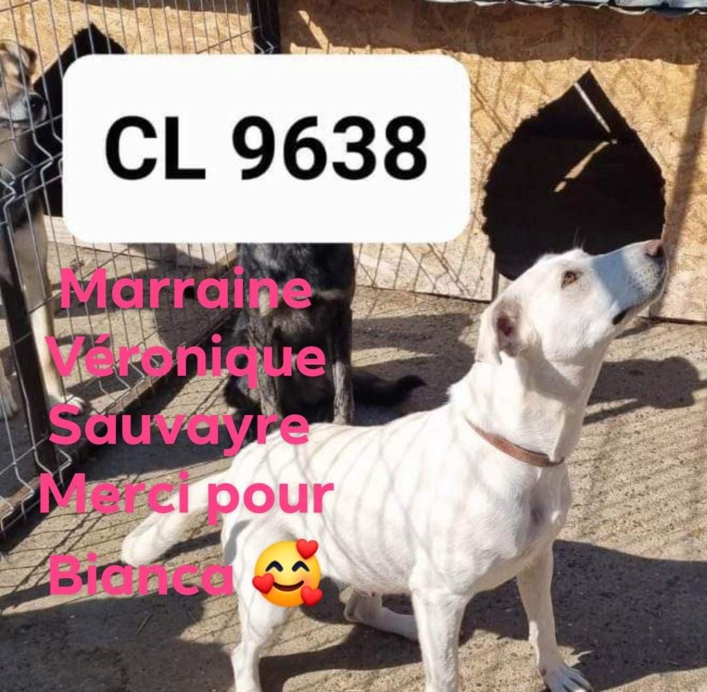 BIANCA chien 9638 (Véronique SAUVAYRE) - sauvetage Calarasi (Costin) 21/12/2022 ✅ en famille d'accueil chez Sylvie Ligault dans le 89 1d4fe210