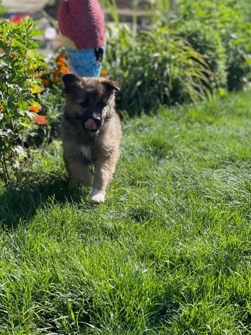 COTTON - chiot Elena - adoptée par Camille O. dans le 17 1d886710