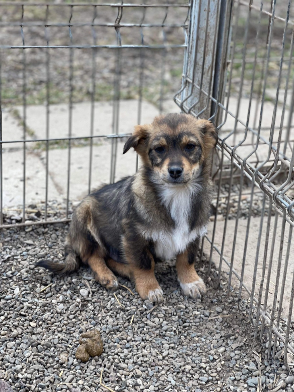 ALADIN (Elena) - fratrie 8 chiots - adopté par Marie Laure M. dans le 46 1e94f610