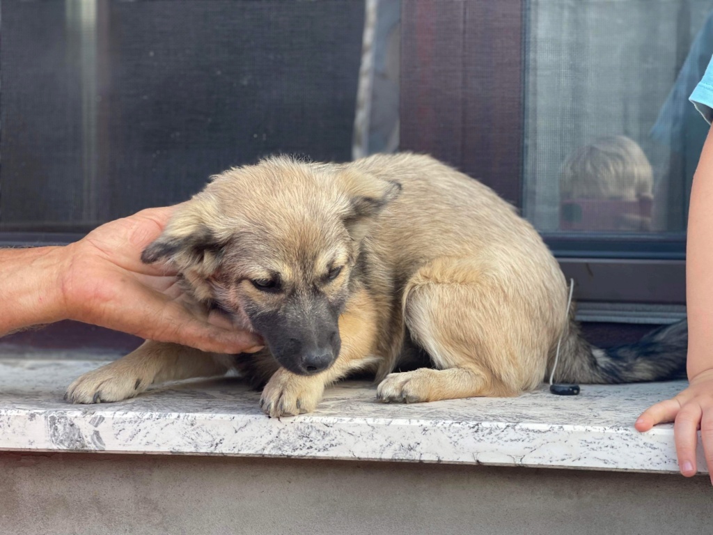 HELGA - chiot Nicoleta adoptée par Victoria J. dans le  95 20cbde10