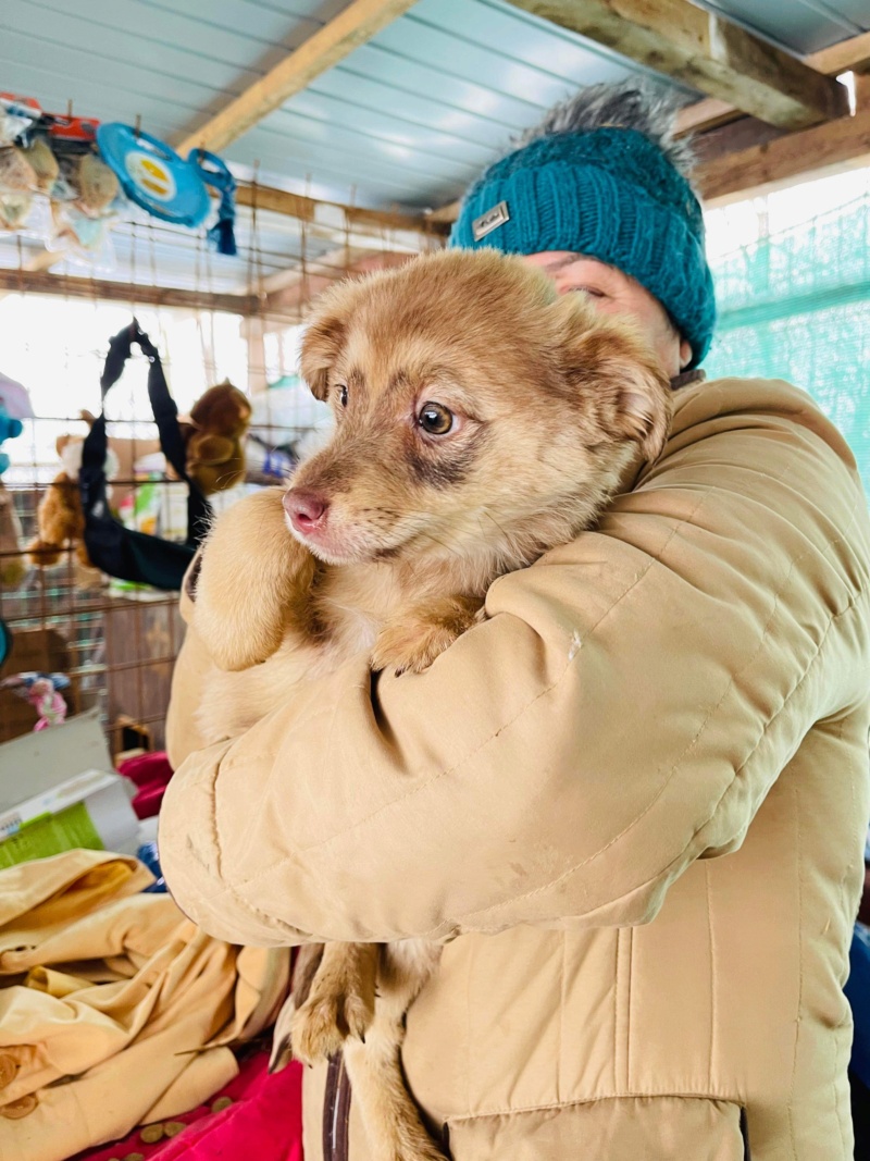 CLOCHETTE (Elena SP)  fratrie 8 chiot - chiot adopté par Marie Laure M. dans le 46 21483510