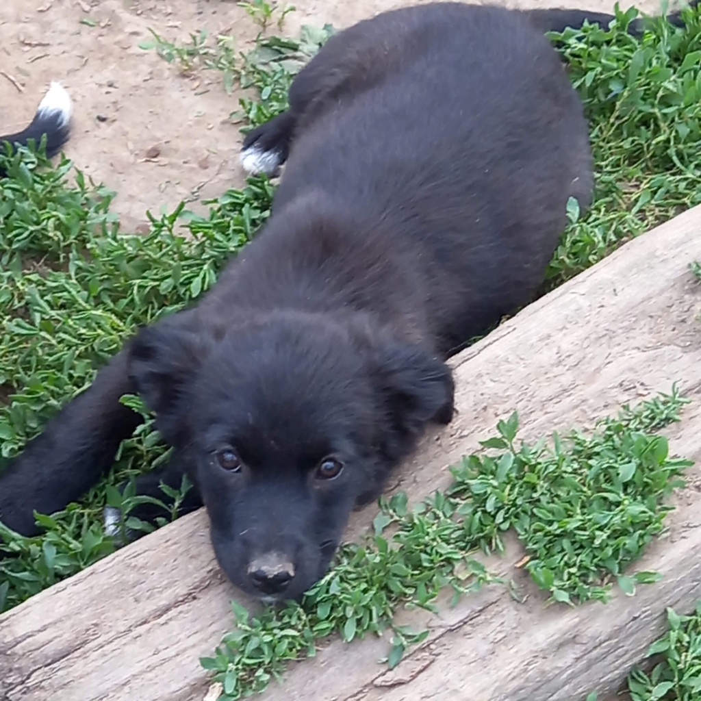 ENYA (1/2 Dominique L - 1/2 Amélie)  - chiot Luminita adoptée par  Sloane F. dans le 95 21bacc10