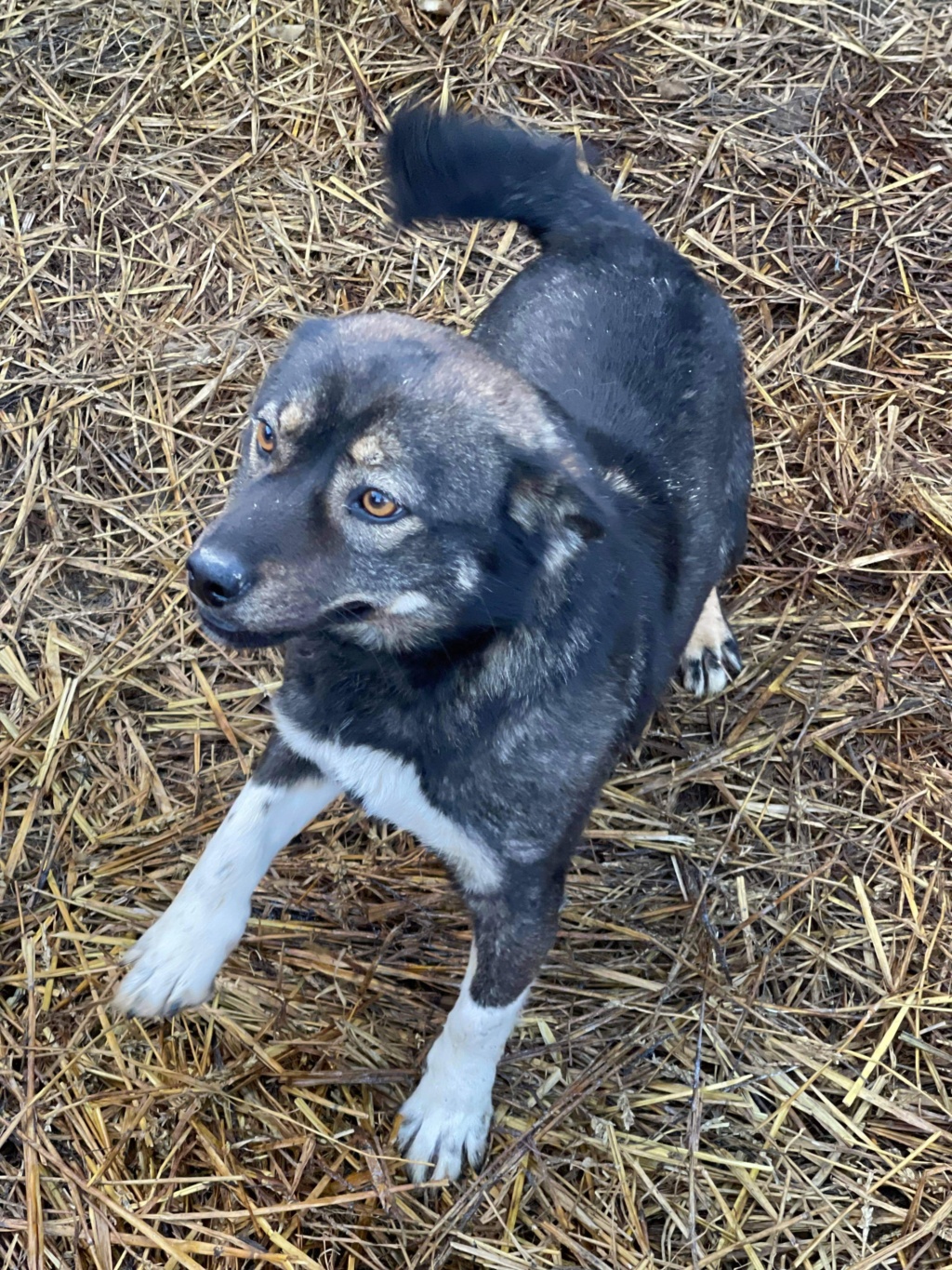 NEKO - chien Elena forêt en FA chez Dominique 23ffe910