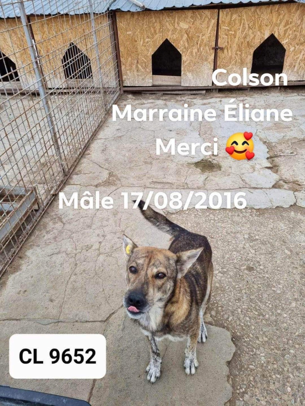 COLSON chien 9652 (Marlene KESSLER / Axelle NRYEDLAN ) - sauvetage Calarasi (Costin) 21/12/2022 ✅ - COMPIEGNE  2441bf10