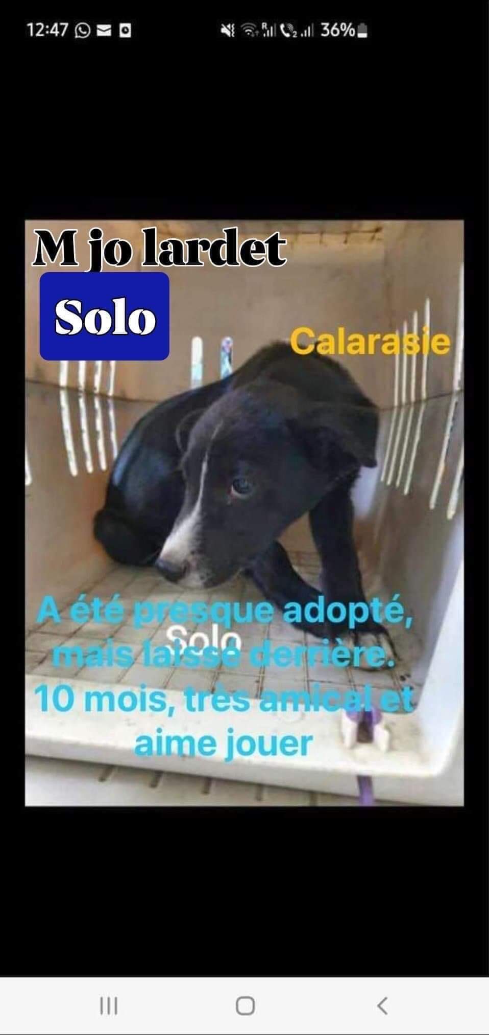 SOLO chiot  - (Marie Joseph LARDET) - calarasi 15/06/2022 ✅ adopté par PERROLLAZ Gaëlle 74 34dab310