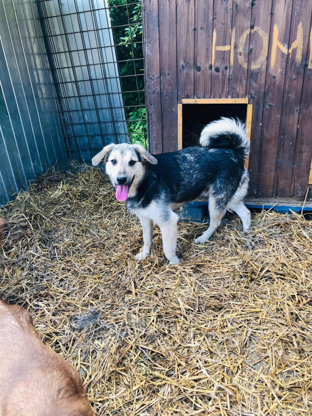 PORTO / VADIM (Marie Joseph) - chien à Elena  353a5710